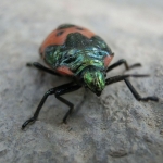 A beetle