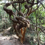 Hong Kong Trail section 1