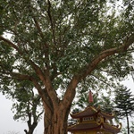 Tran Quoc Pagoda