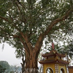 Tran Quoc Pagoda