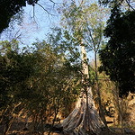 Pongour Waterfall