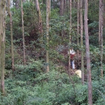 回鄉拜山