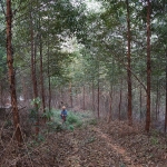 回鄉拜山