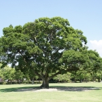 Kumamoto Castle