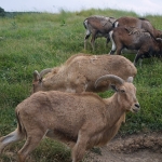 African Safari