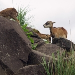 African Safari