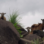 African Safari