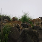 African Safari