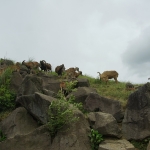 African Safari