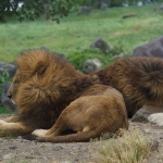 African Safari