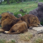 African Safari