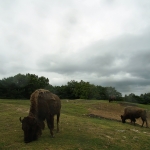 African Safari