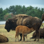 African Safari