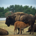 African Safari