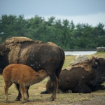 African Safari