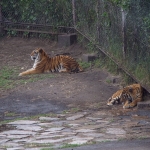 African Safari