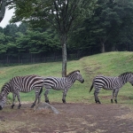 African Safari