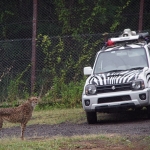 African Safari