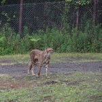 African Safari