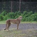 African Safari