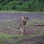 African Safari