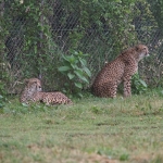 African Safari