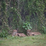 African Safari