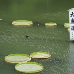 Beppu Jigoku Meguri