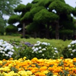 Nokonoshima Island Park