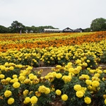 Nokonoshima Island Park