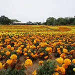 Nokonoshima Island Park