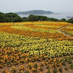 Nokonoshima Island Park