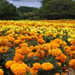 Nokonoshima Island Park