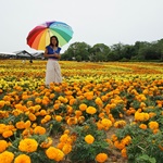 Nokonoshima Island Park