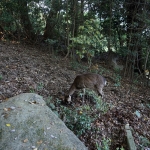 Mount Misen