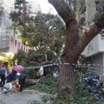 【山竹襲港】風災過後，德成街上的倒塌樹木