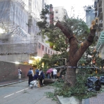 【山竹襲港】風災過後，德成街上的倒塌樹木