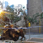 【山竹襲港】風災過後，德成街上的倒塌樹木