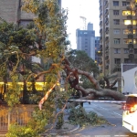 【山竹襲港】風災過後，德成街上的倒塌樹木