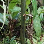 Monkey Cup Garden, Penang Hill