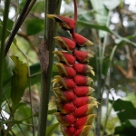 Monkey Cup Garden, Penang Hill