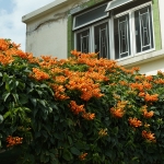 A corner of Tai O village