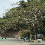 Hong Kong Shaolin Wushu Culture Centre