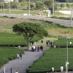 Osulloc Tea Museum