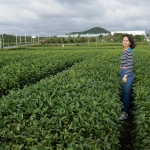 Osulloc Tea Museum