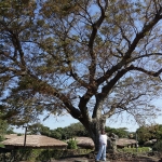 Seongeup Folk Village