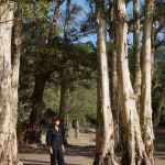 Shing Mun Reservoir