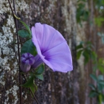 Kowloon Peak to Nam Tin