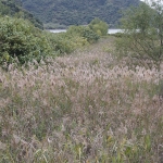 Tung Chung to Tai O